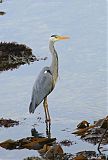 Gray Heron